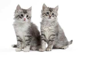 Angora Gallery: Cat - Turkish Angora - kittens