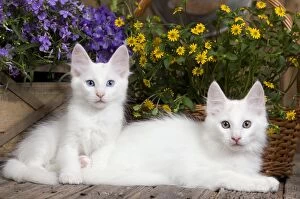 Angora Gallery: Cat - Turkish Angora kittens