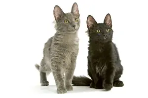 Cat - Turkish Angora kittens