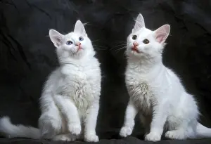 Cat - two Turkish Angora Kittens