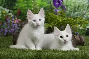 Images Dated 19th May 2011: Cat - Turkish Angora kittens