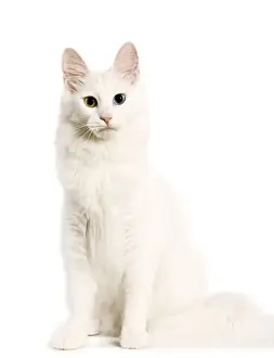 Cat - Turkish Angora with odd eyes in studio