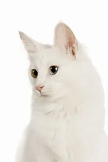 Cat - Turkish Angora with odd eyes in studio