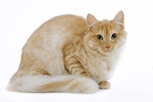 Images Dated 25th October 2006: Cat - Turkish Angora - red mackerel tabby in studio