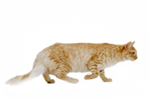 Images Dated 25th October 2006: Cat - Turkish Angora - red mackerel tabby in studio