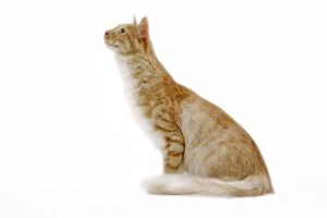 Images Dated 25th October 2006: Cat - Turkish Angora - red mackerel tabby in studio