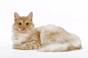 Images Dated 25th October 2006: Cat - Turkish Angora - red mackerel tabby in studio
