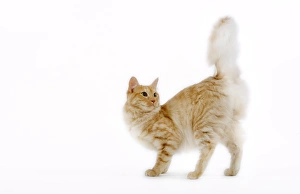 Images Dated 25th October 2006: Cat - Turkish Angora - red mackerel tabby in studio