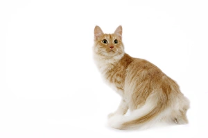 Images Dated 25th October 2006: Cat - Turkish Angora - red mackerel tabby in studio