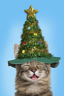 Cat, Turkish Angora smiling / laughing wearing Christmas