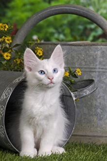 Angora Gallery: Cat - Turkish Angora - in watering can