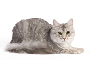Images Dated 16th November 2011: Cat - Turkish Blue Silver Mackerel Tabby