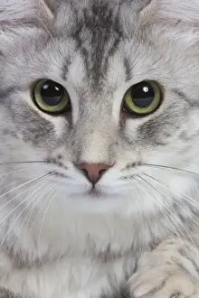 Cat - Turkish Blue Silver Mackerel Tabby