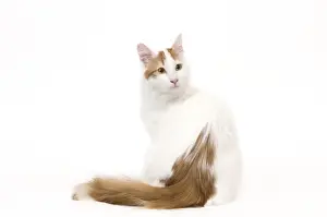 Cat - Turkish Van in studio