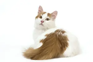 Cat - Turkish Van in studio