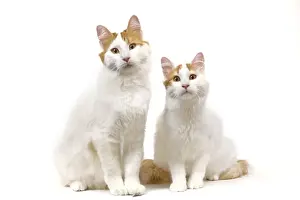 Cat - Turkish Van in studio