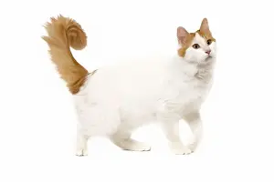 Cat - Turkish Van in studio