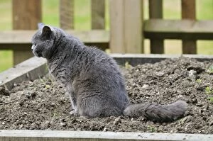 Images Dated 26th March 2010: Cat - urinating in soft soil