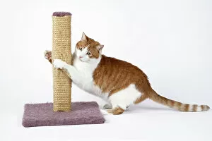 Images Dated 8th March 2006: Cat - using scratching post
