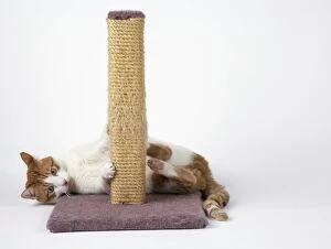 Images Dated 8th March 2006: Cat - using scratching post