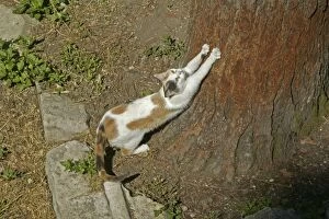 CAT - using scratching post to sharpen claws on tree bark