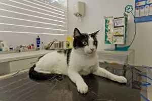 Cat - on vets table - Veterinary practice
