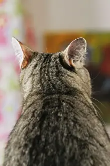 CAT. Back view of cat with ears rotated to pick up sound from behind