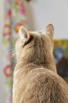 CAT. Back view of cat with ears rotated to pick up sound from behind
