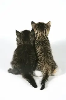 Cat - Back view of two kittens