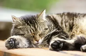Cat Side view of Tabby sleeping