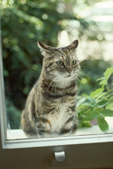Images Dated 24th March 2011: Cat - waiting to be let in