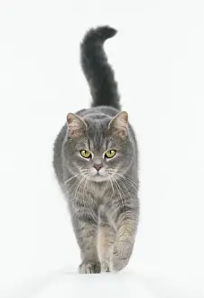 Walking Prints: Cat Walking towards camera