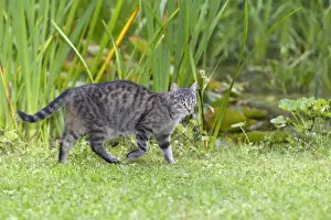 Lawns Prints: Cat - walking through garden - Lower Saxony - Germany