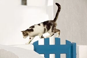 Stray Gallery: Cat - walking over gate - Stray