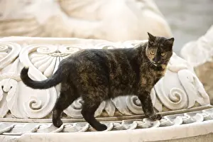 Cat - walking on marble monuments - Markets of Trajan - Rome - Italy