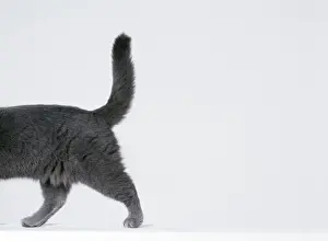 Bottoms Prints: Cat Walking sequence G8