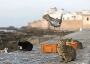 North Africa Prints: Cat - on wall - Morocco