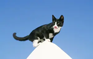 Agility Prints: Cat WAT 6289 Black & White Greek Cat on white pinnacle. © M. Watson / ARDEA LONDON