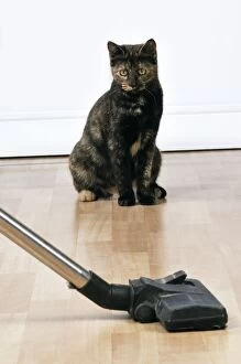 Cat - watching a vacuum cleaner