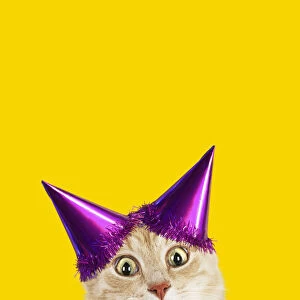 Cat, wearing Birthday party hat looking surprised