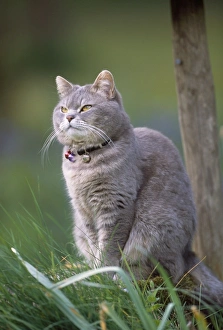 Images Dated 27th September 2011: Cat - wearing collar with bells to warn birds
