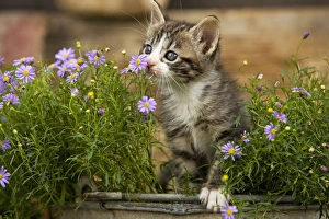Images Dated 2nd September 2007: Cat - eight week old kitten smelling flower