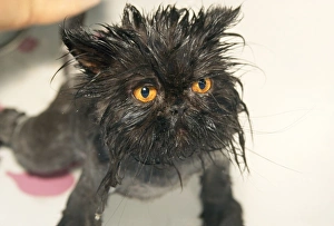 Images Dated 26th October 2010: Cat - wet after bath