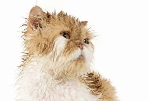 Images Dated 13th April 2017: CAT. wet ginger & white ( Persian ) Cat CAT