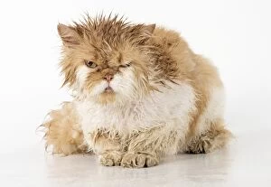 Images Dated 13th April 2017: CAT. wet ginger & white ( Persian ) Cat CAT