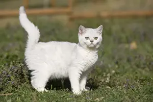 British Shorthair Prints: Cat - white British shorthair