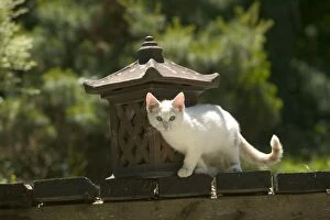 Cat - White cat in garden