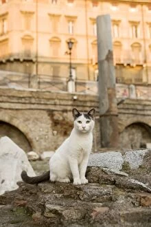 Images Dated 31st October 2005: Cat - white cat sitting down - Markets of Trajan - Rome - Italy