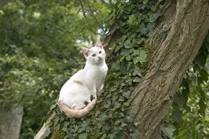 Cat - White cat in tree