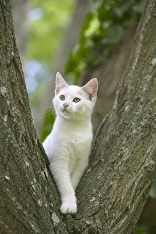 Cat - White cat in tree